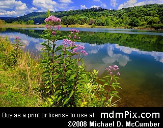 Joe-Pye Weed PA