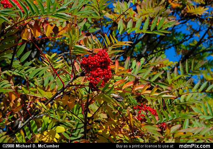 Spruce Knob/Seneca Rocks National Recreation Area (021 - October 5, 2008)