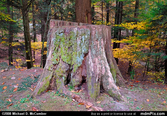 Eastern Hemlock (083 - October 15, 2008)