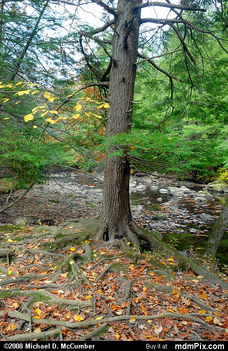 Eastern Hemlock (007 - October 18, 2008)