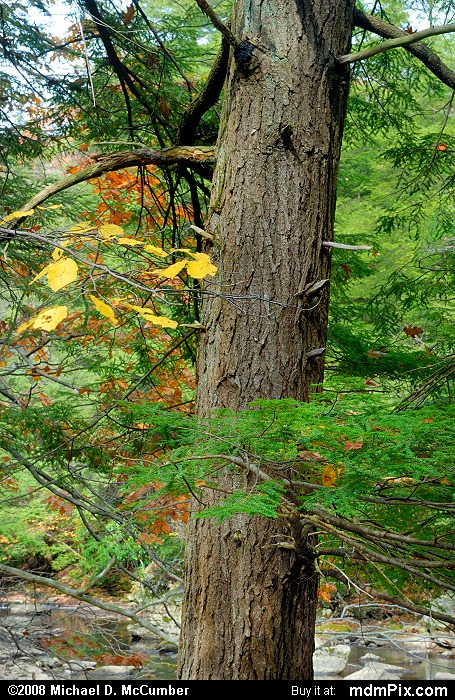 Eastern Hemlock (008 - October 18, 2008)