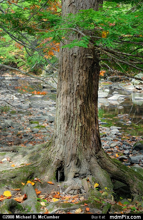 Eastern Hemlock (009 - October 18, 2008)