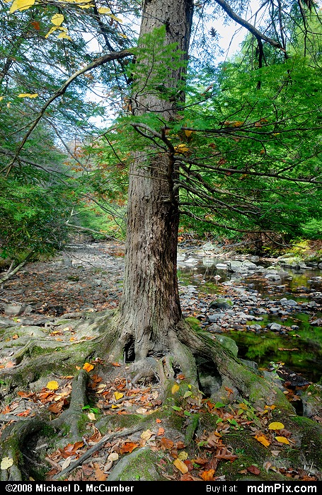 Eastern Hemlock (010 - October 18, 2008)