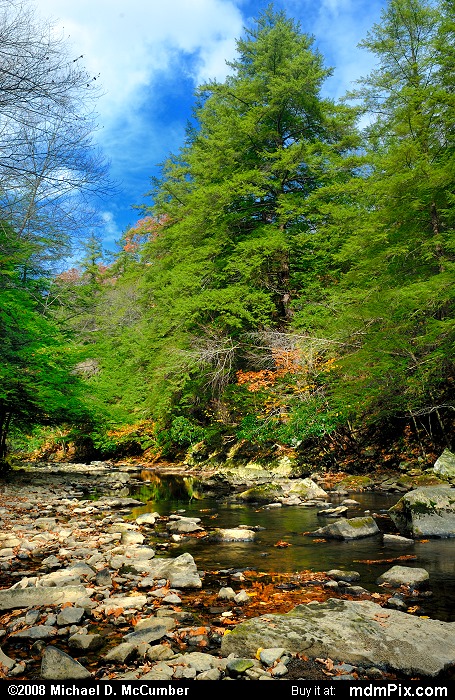 Eastern Hemlock (011 - October 18, 2008)