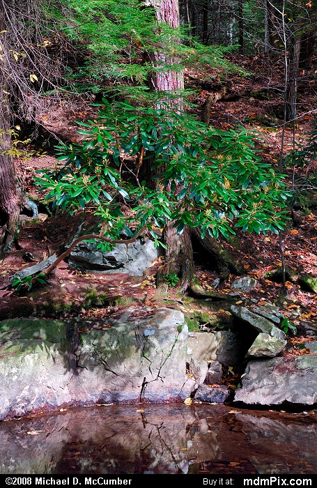 Laurel Hill Creek (014 - October 18, 2008)