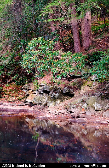 Laurel Hill Creek (018 - October 18, 2008)