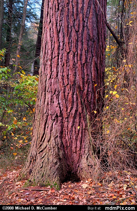 Eastern Hemlock (022 - October 18, 2008)