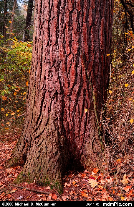 Eastern Hemlock (023 - October 18, 2008)