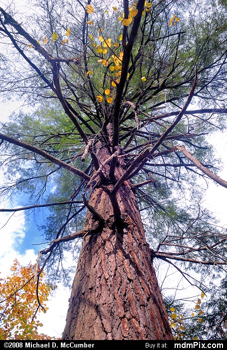 Eastern Hemlock (024 - October 18, 2008)