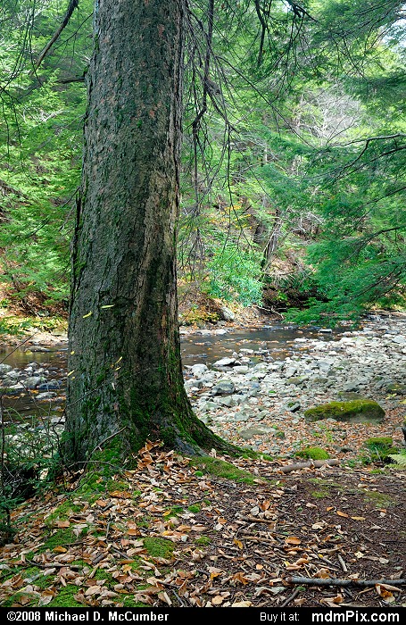 Eastern Hemlock (025 - October 18, 2008)