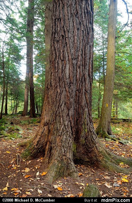 Eastern Hemlock (026 - October 18, 2008)