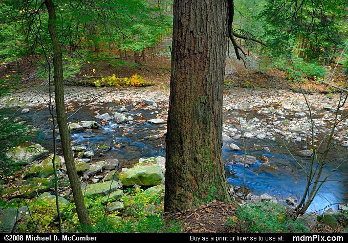 Eastern Hemlock (028 - October 18, 2008)
