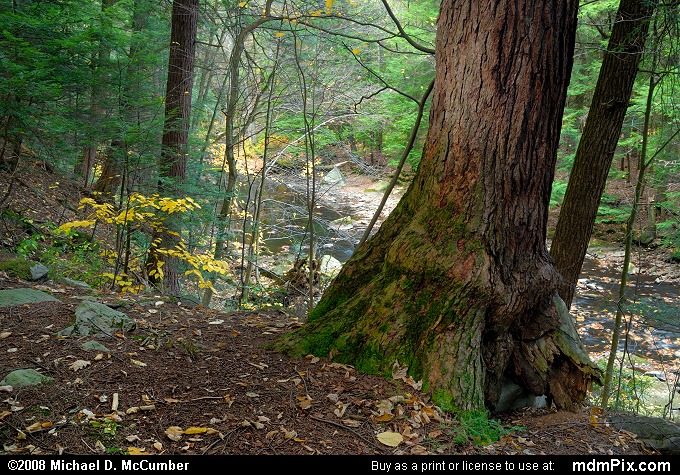 Eastern Hemlock (029 - October 18, 2008)