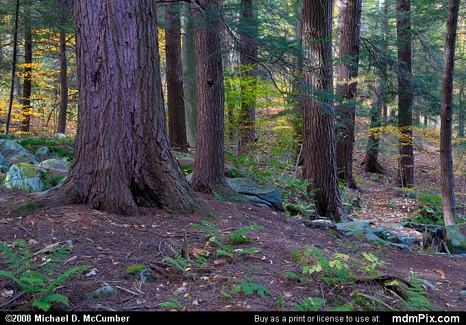 Eastern Hemlock (033 - October 18, 2008)
