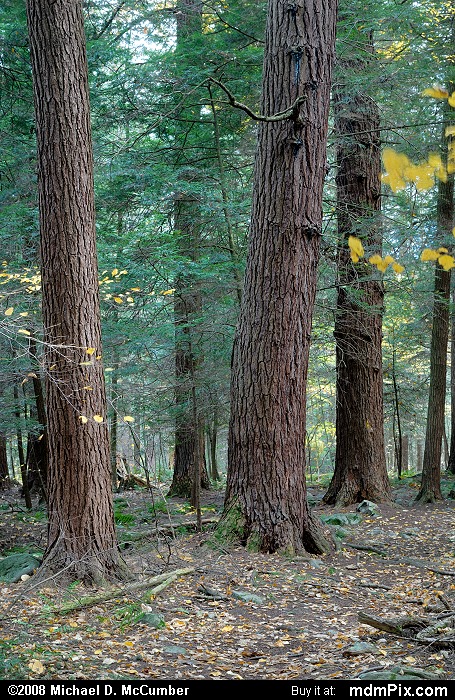 Eastern Hemlock (035 - October 18, 2008)