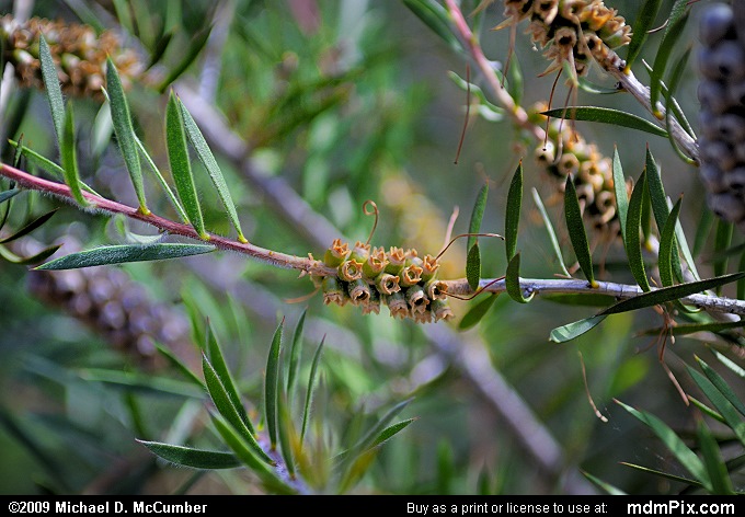 Eucalyptus Tree (007 - May 24, 2009)