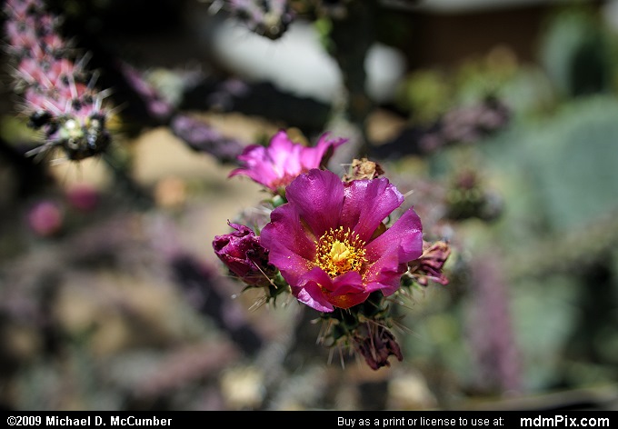Staghorn Cholla Cactus (036 - May 24, 2009)