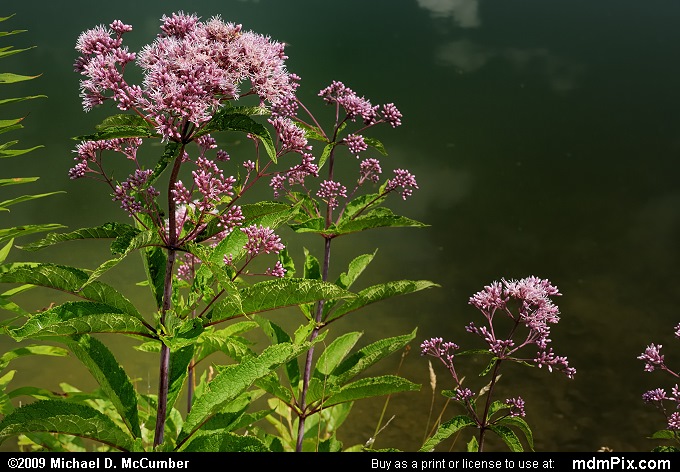 Joe-Pye Weed (010 - August 16, 2009)