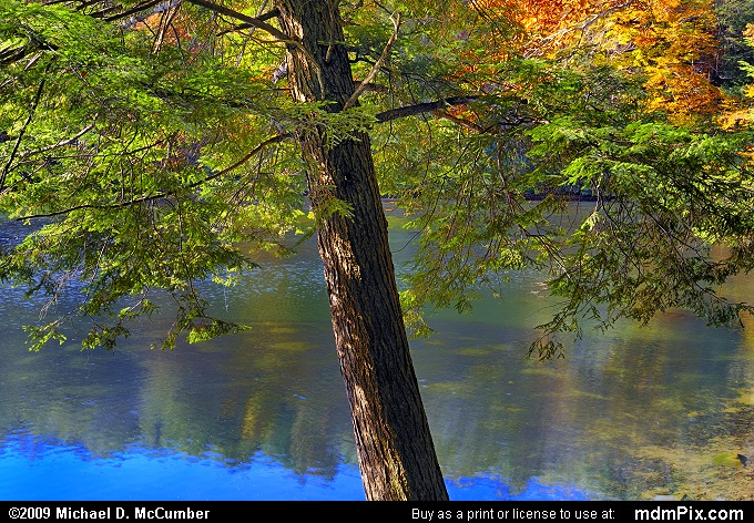 Eastern Hemlock (005 - October 21, 2009)