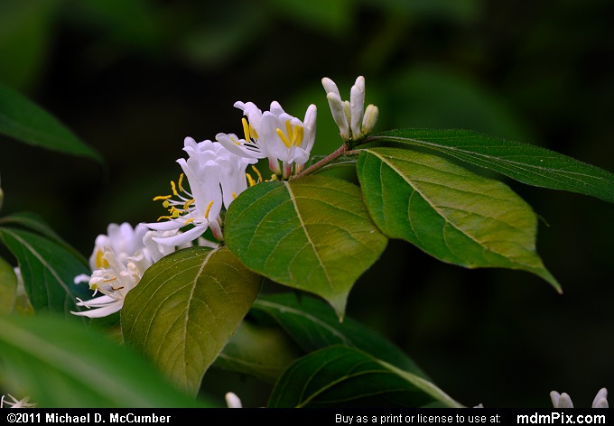 Wildwood Preserve Metropark, Ohio (033 - May 28, 2011)