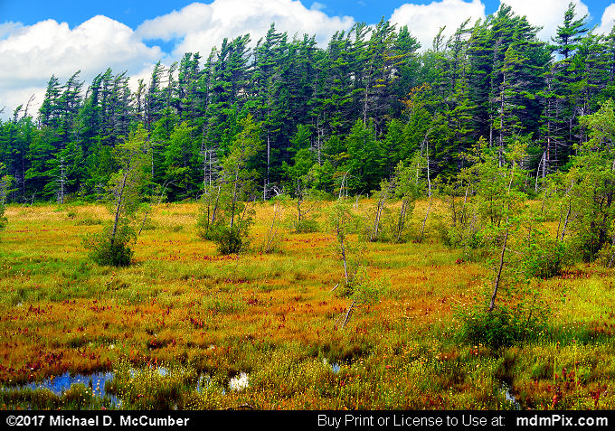 Spruce Flats Bog (Spruce Flats Bog Picture 013 - July 15, 2017 from Cook Township, Pennsylvania)