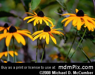 Black-Eyed Susan (Wildflowers) picture