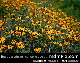 Black-Eyed Susan (Wildflowers) picture