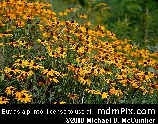 Black-Eyed Susan (Wildflowers) picture