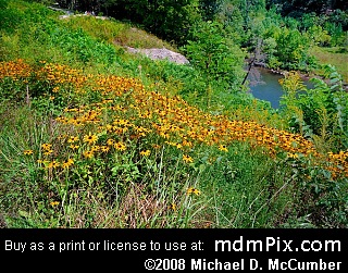 Black-Eyed Susan (Wildflowers) picture