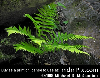 Fern (Plants) picture