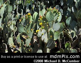 Prickly Pear Cactus Picture