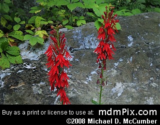 Cardinal Flower Picture