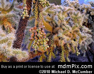 Silver Cholla Cactus Picture