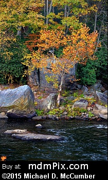 American Sycamore Tree (Hardwoods) picture