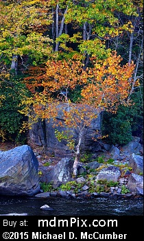 American Sycamore Tree (Hardwoods) picture