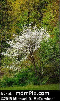 Oak-Hickory Forest (Ecosystems) picture