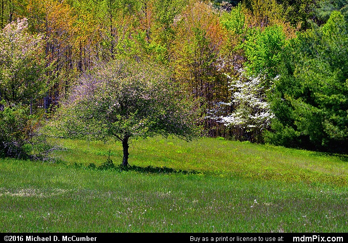 View from Tharp Knob Picnic Area