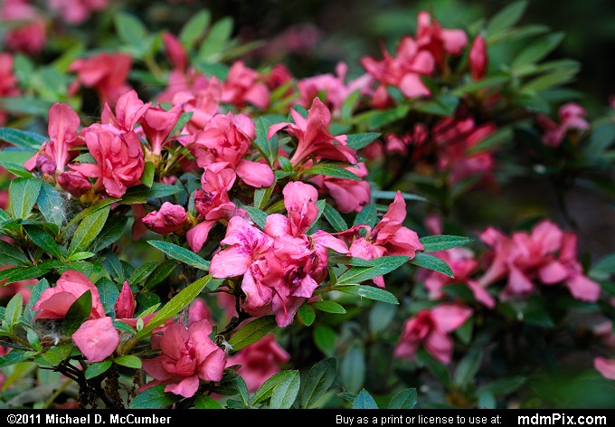 Azalea Picture 017 - June 11, 2011 from Toledo, Ohio - mdmPix.com