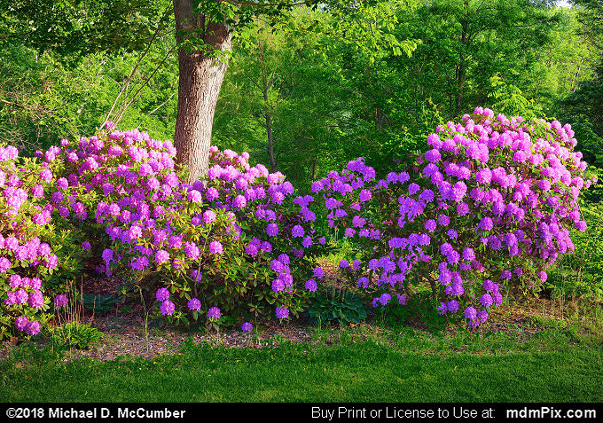 Rhododendron Picture 002 - May 26, 2018 from Brush Creek Park ...