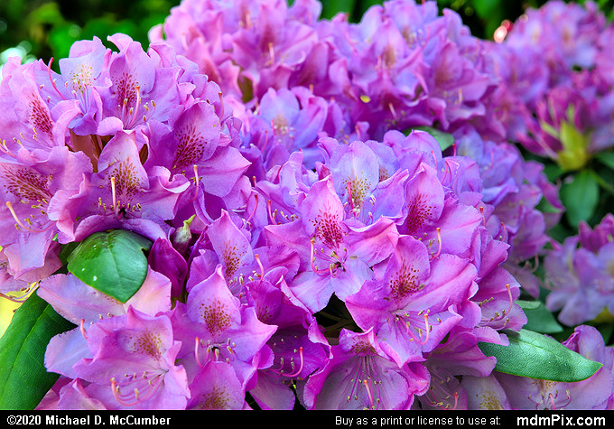Rhododendron Picture 001 - May 8, 2019 from South Connellsville ...